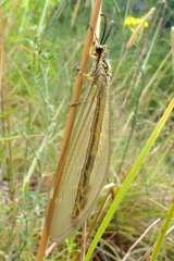 Myrmecaelurus trigrammus