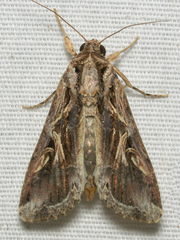 Spodoptera dolichos