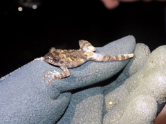 Theloderma vietnamense