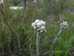 Antennaria pulcherrima