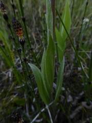 Antennaria pulcherrima