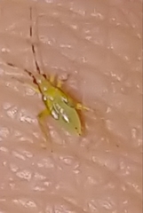 Campyloneura virgula