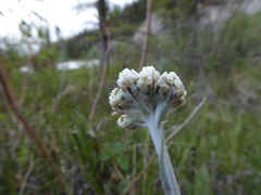 Antennaria pulcherrima