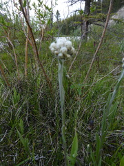 Antennaria pulcherrima