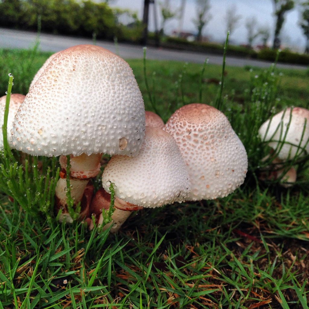 Chlorophyllum alborubescens