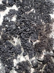 Pseudephebe minuscula