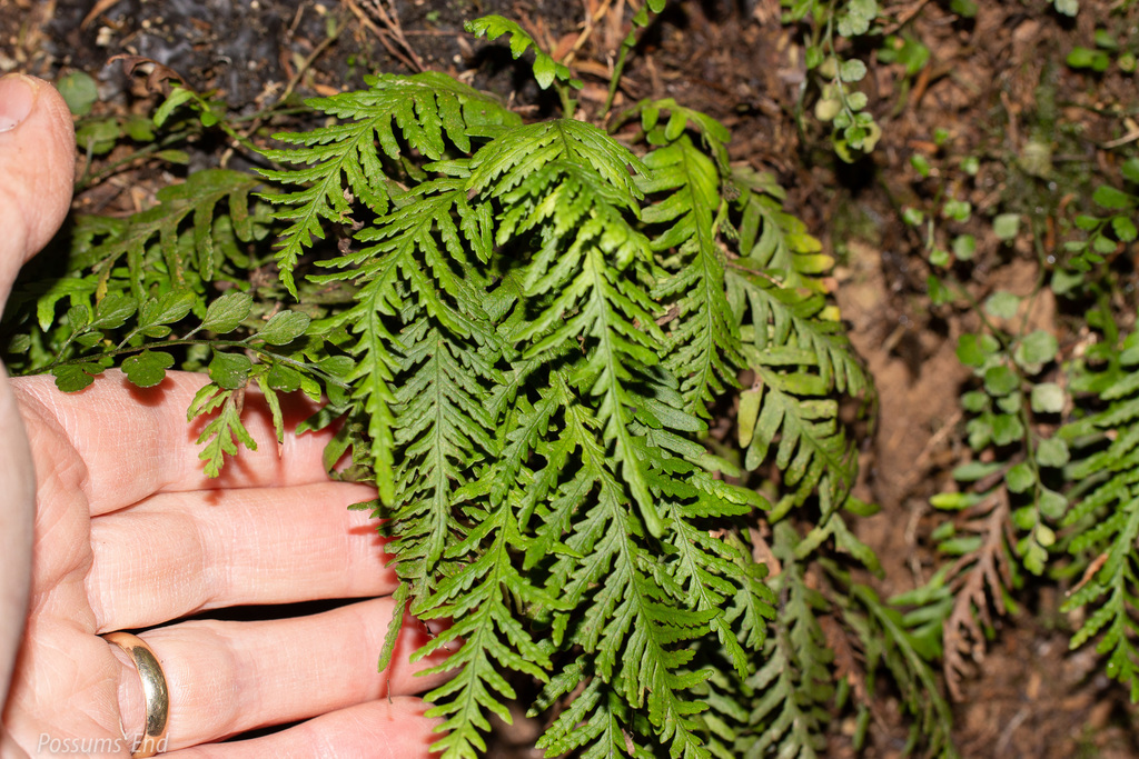Strap fern