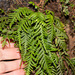 Strap Fern - Photo (c) Possums' End, some rights reserved (CC BY), uploaded by Possums' End