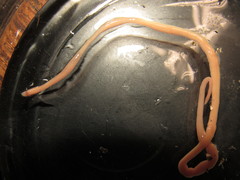 Maculaura cerebrosa