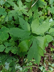 Hydrophyllum tenuipes