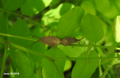 Homoeocerus dilatatus