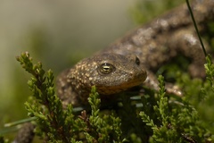 Pyrenean Brook Newt photo 3