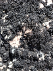 Pseudephebe minuscula