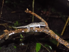 Cyrtodactylus cattienensis