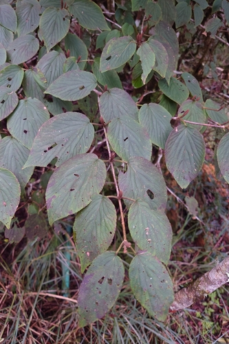 Image of Viburnum furcatum by (c) 如此甚好, some rights reserved (CC BY)