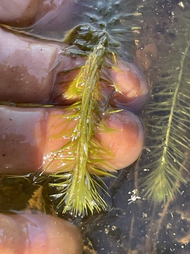 Image of Mayaca fluviatilis by no rights reserved