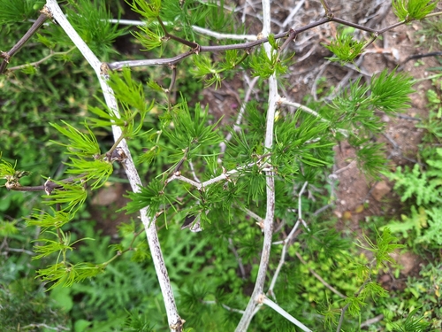Image of Asparagus retrofractus by (c) Adele SL, some rights reserved (CC BY)