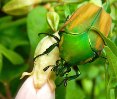 Cotinis mutabilis schaumi