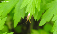 Gorpis brevilineatus