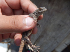 Sceloporus