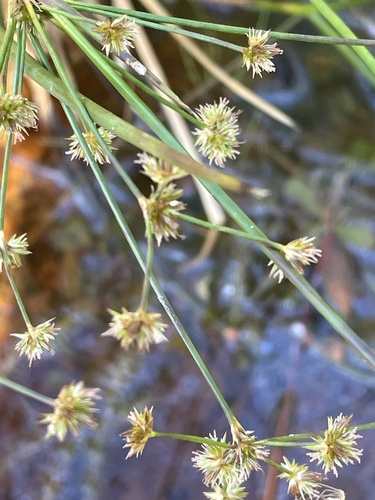Image of Juncus acuminatus by no rights reserved