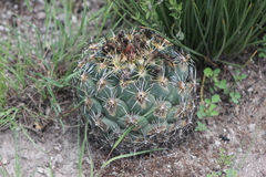 Coryphantha cornifera