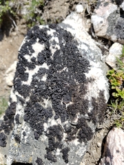 Pseudephebe minuscula