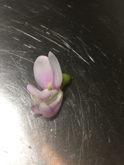 Canavalia cathartica