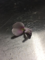 Canavalia cathartica