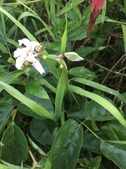 Canavalia cathartica