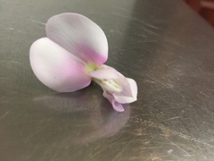 Canavalia cathartica