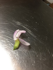 Canavalia cathartica