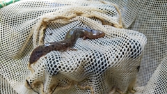 Necturus mounti