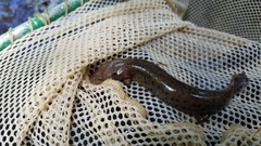 Necturus mounti