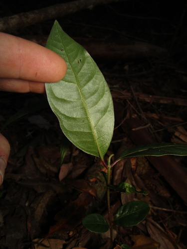 Image of Rhodomyrtus psidioides by (c) Samuel Frankel, some rights reserved (CC BY)