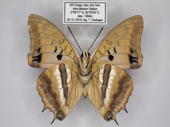 Charaxes boueti boueti