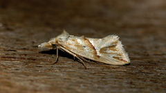 Heliocosma