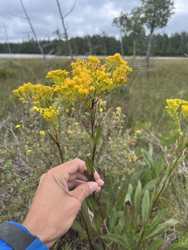 Image of Solidago ohioensis by no rights reserved