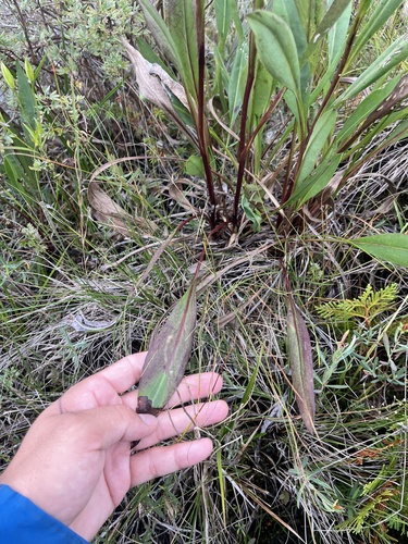 Image of Solidago ohioensis by no rights reserved