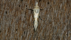 Heliocosma