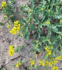 Rorippa subumbellata