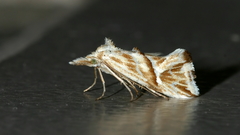 Heliocosma