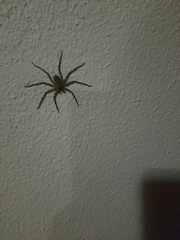 Araneae