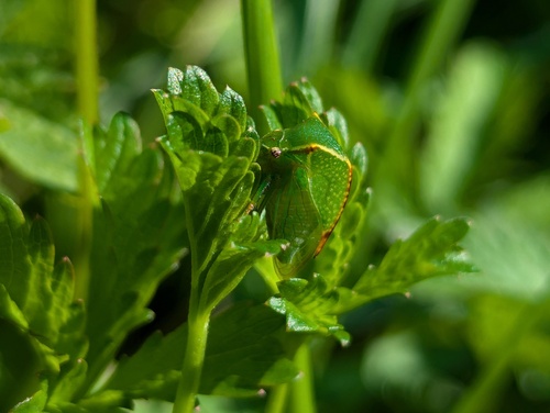 Stictocephala alta