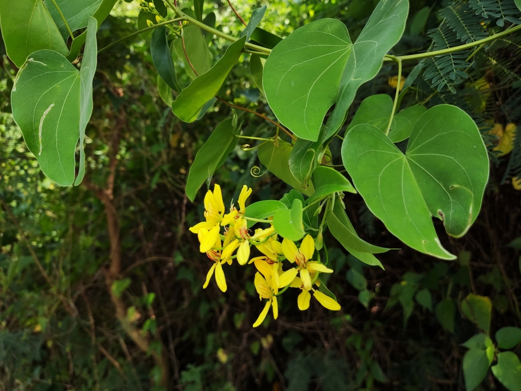 Tristellateia australasiae, 566-5 Mizugama, Kadena, Nakagami District, Okinawa 904-0204, Japan