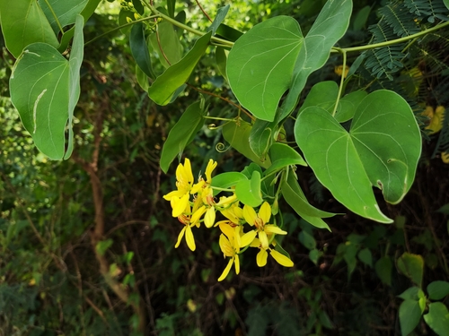 Image of Tristellateia australasiae by no rights reserved