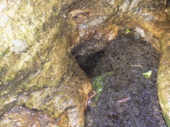 Theloderma vietnamense