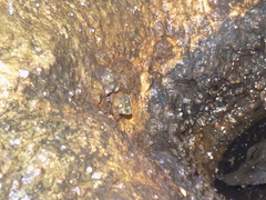 Theloderma vietnamense