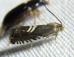 Grapholita interstinctana