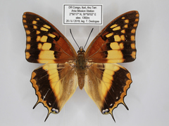 Charaxes boueti boueti